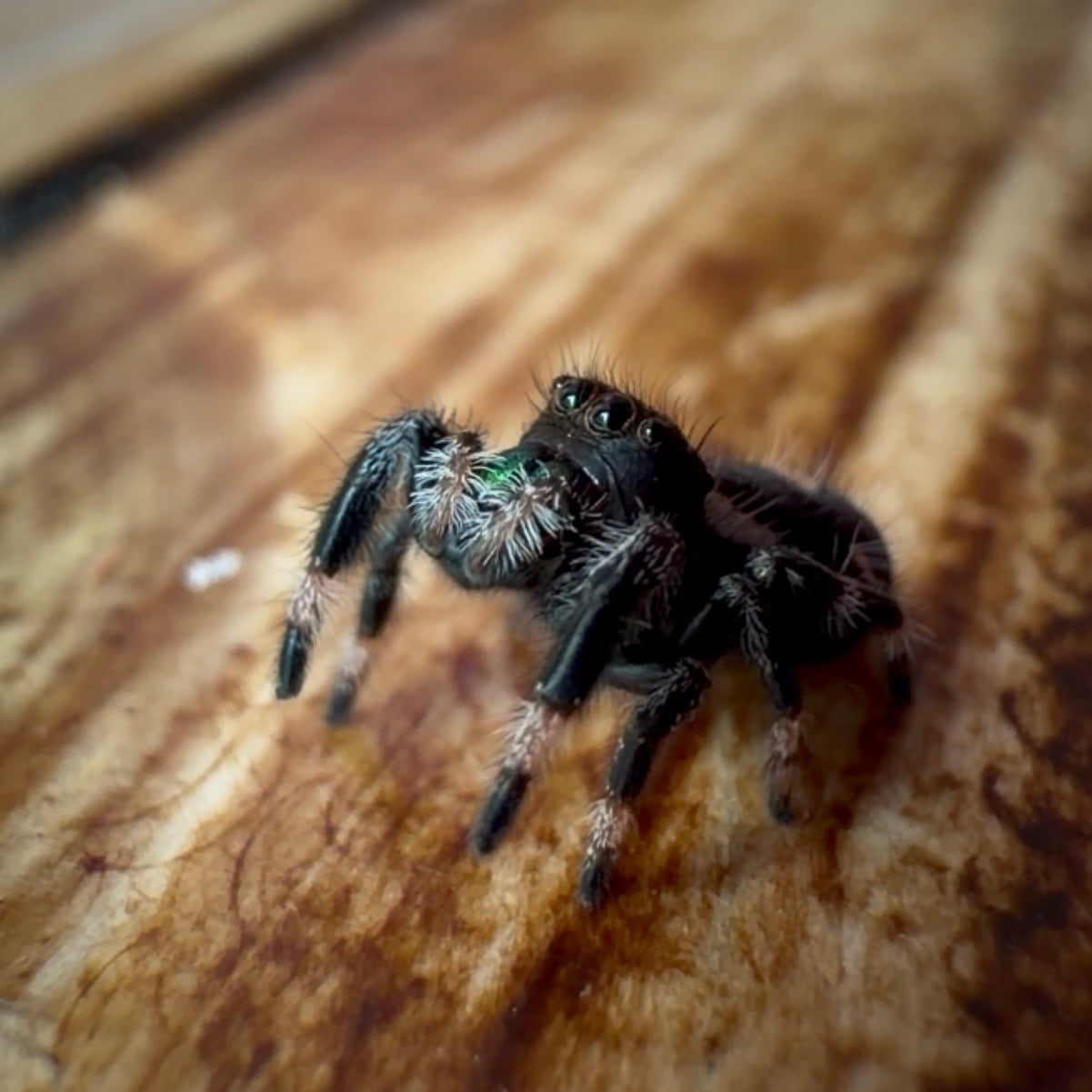 Jumping Spider Phidippus Regius - Bahamas - Unsexed - i6 - Fuzzy