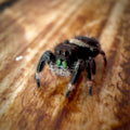 Jumping Spider Phidippus Regius - Bahamas - Unsexed - i6 - Fuzzy