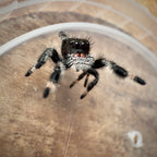 Jumping Spider Phidippus Regius - Bahamas - Female - i7 - Zoey