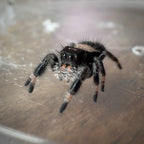 Jumping Spider Phidippus Regius - Bahamas - Female - i7 - Zoey