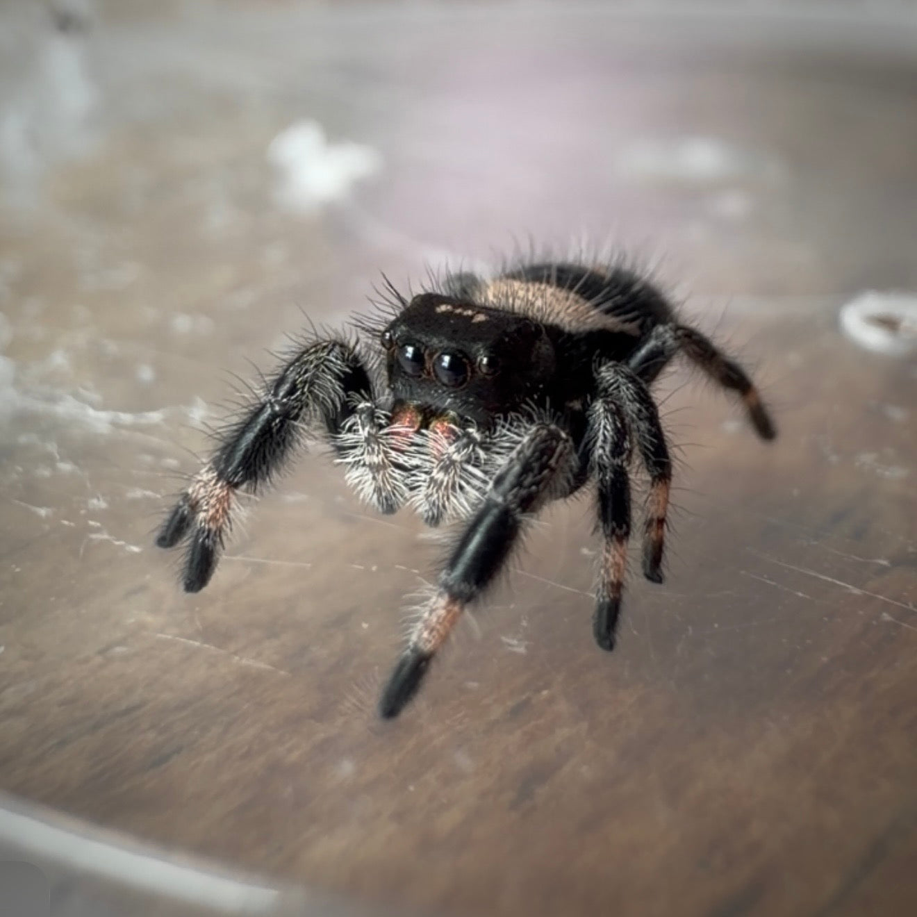 Jumping Spider Phidippus Regius - Bahamas - Female - i7 - Zoey