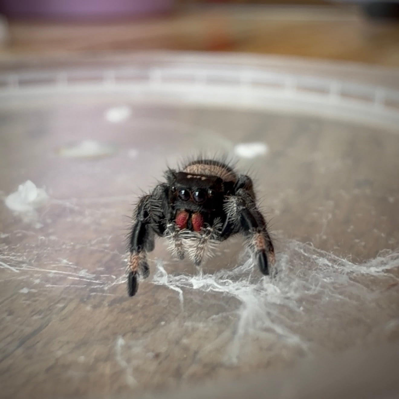 Jumping Spider Phidippus Regius - Bahamas - Female - i7 - Zoey