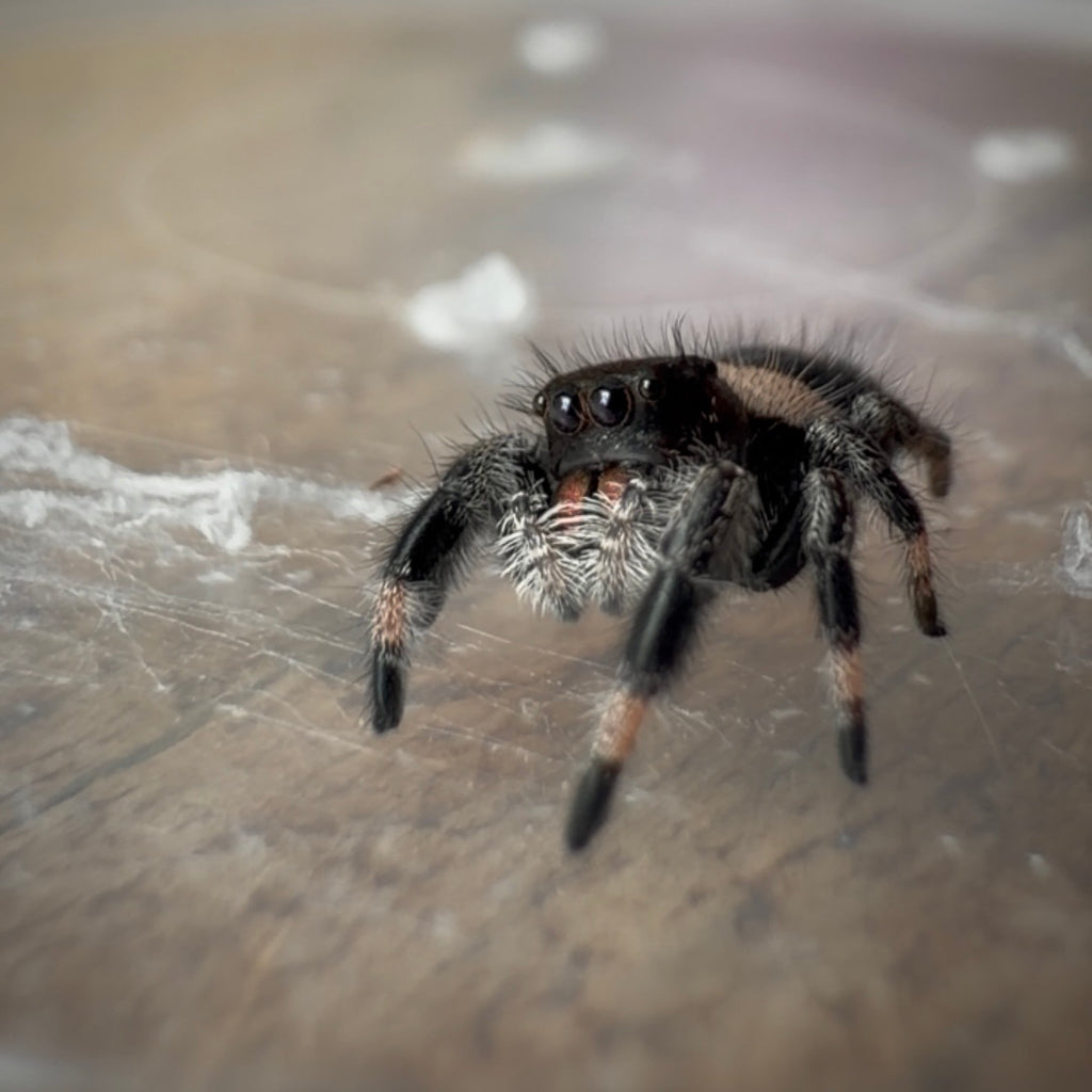 Jumping Spider Phidippus Regius - Bahamas - Female - i7 - Zoey
