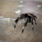 Jumping Spider Phidippus Regius - Bahamas - Female - i7 - Zoey