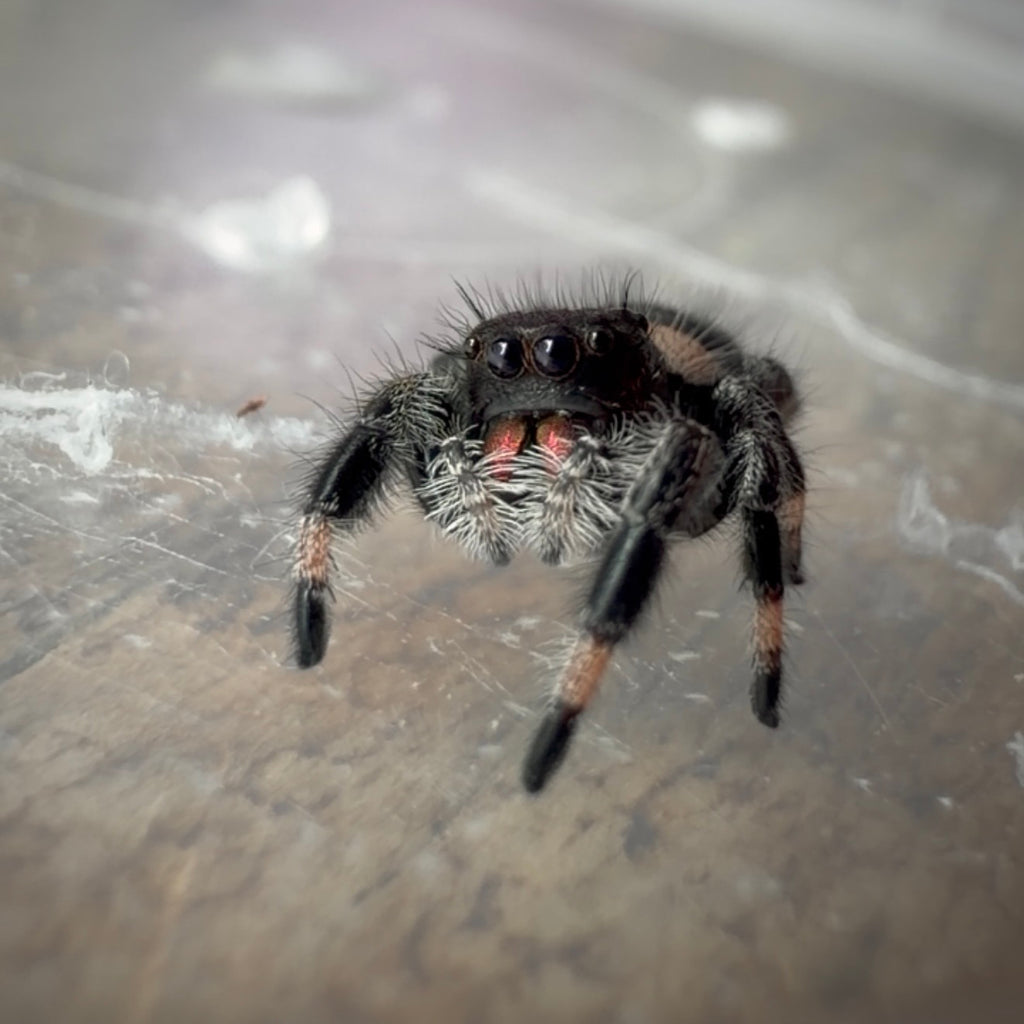 Jumping Spider Phidippus Regius - Bahamas - Female - i7 - Zoey