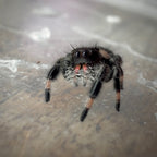 Jumping Spider Phidippus Regius - Bahamas - Female - i7 - Zoey