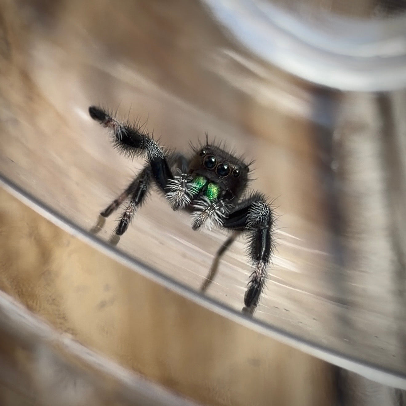 Jumping Spider Phidippus Regius - Bahamas - Male - i7/8 - Murphy (side eye)