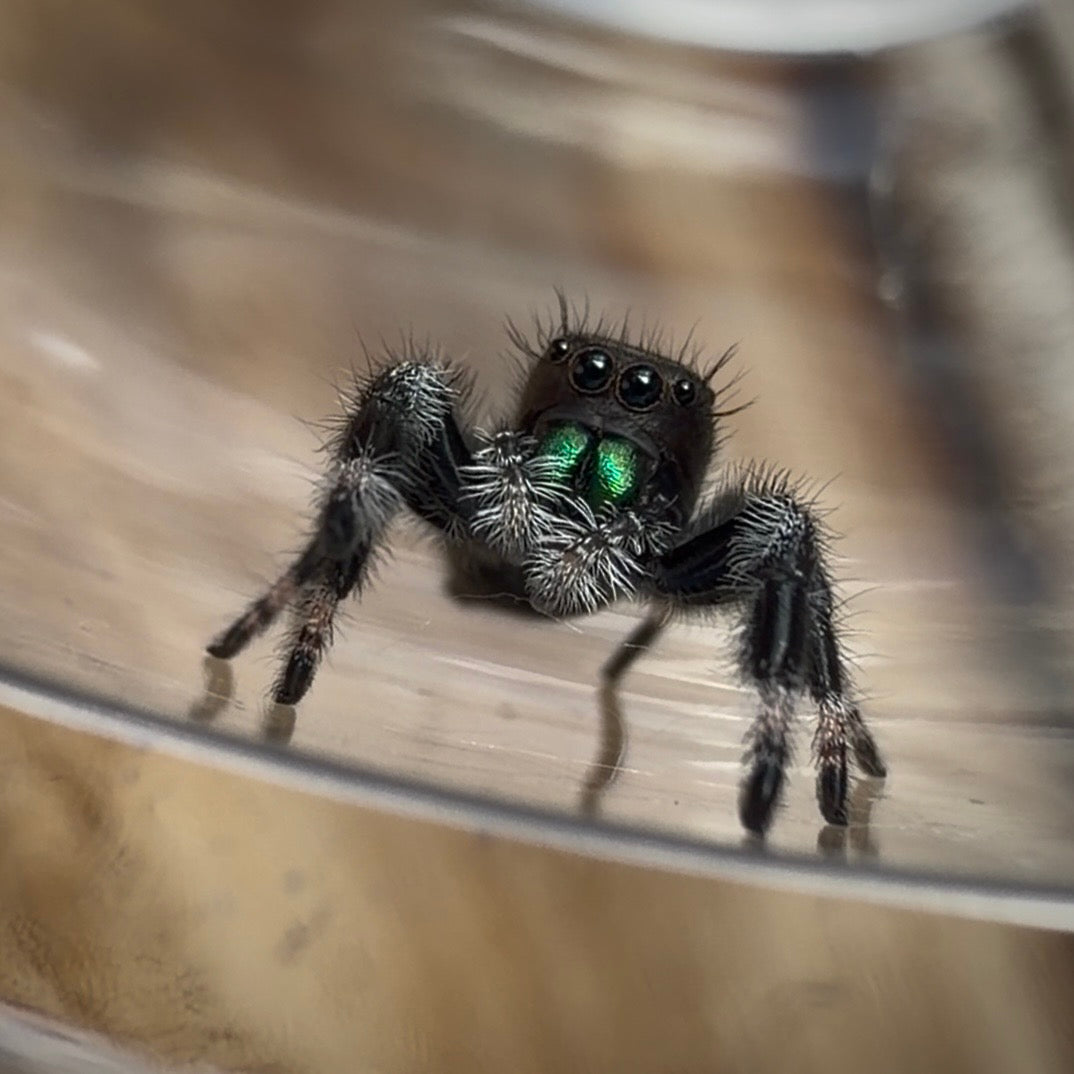 Jumping Spider Phidippus Regius - Bahamas - Male - i7/8 - Murphy (side eye)