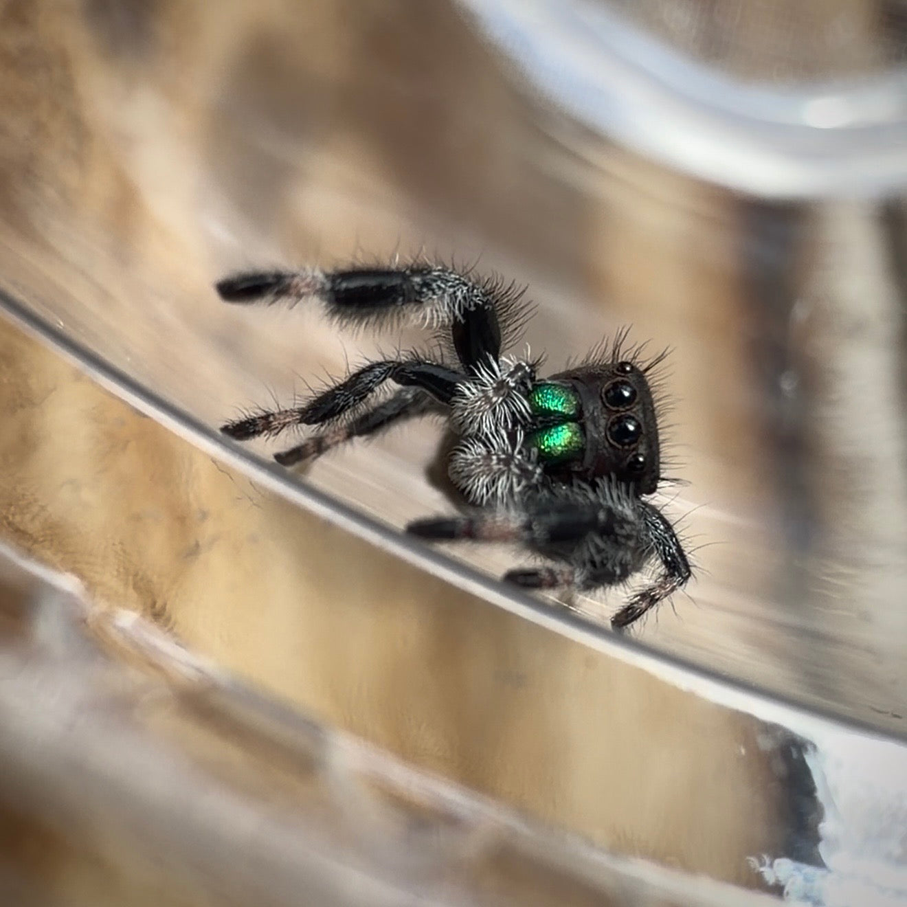 Jumping Spider Phidippus Regius - Bahamas - Male - i7/8 - Murphy (side eye)