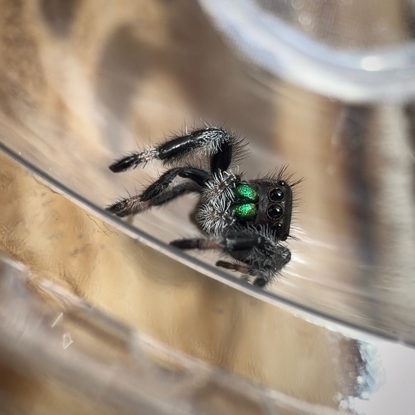 Jumping Spider Phidippus Regius - Bahamas - Male - i7/8 - Murphy (side eye)