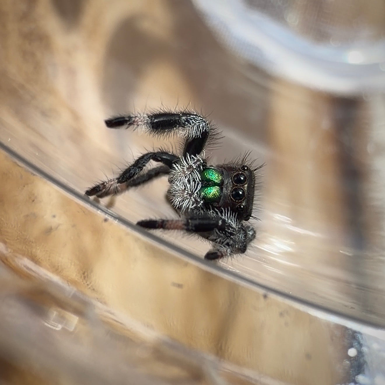 Jumping Spider Phidippus Regius - Bahamas - Male - i7/8 - Murphy (side eye)