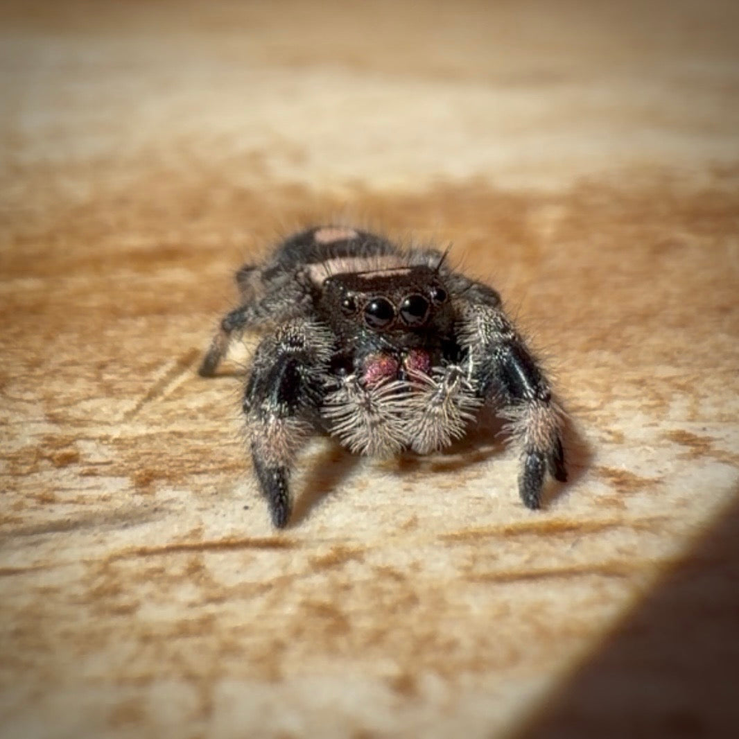 Jumping Spider Phidippus Regius - Bahamas - Female - i7 - Seraphina