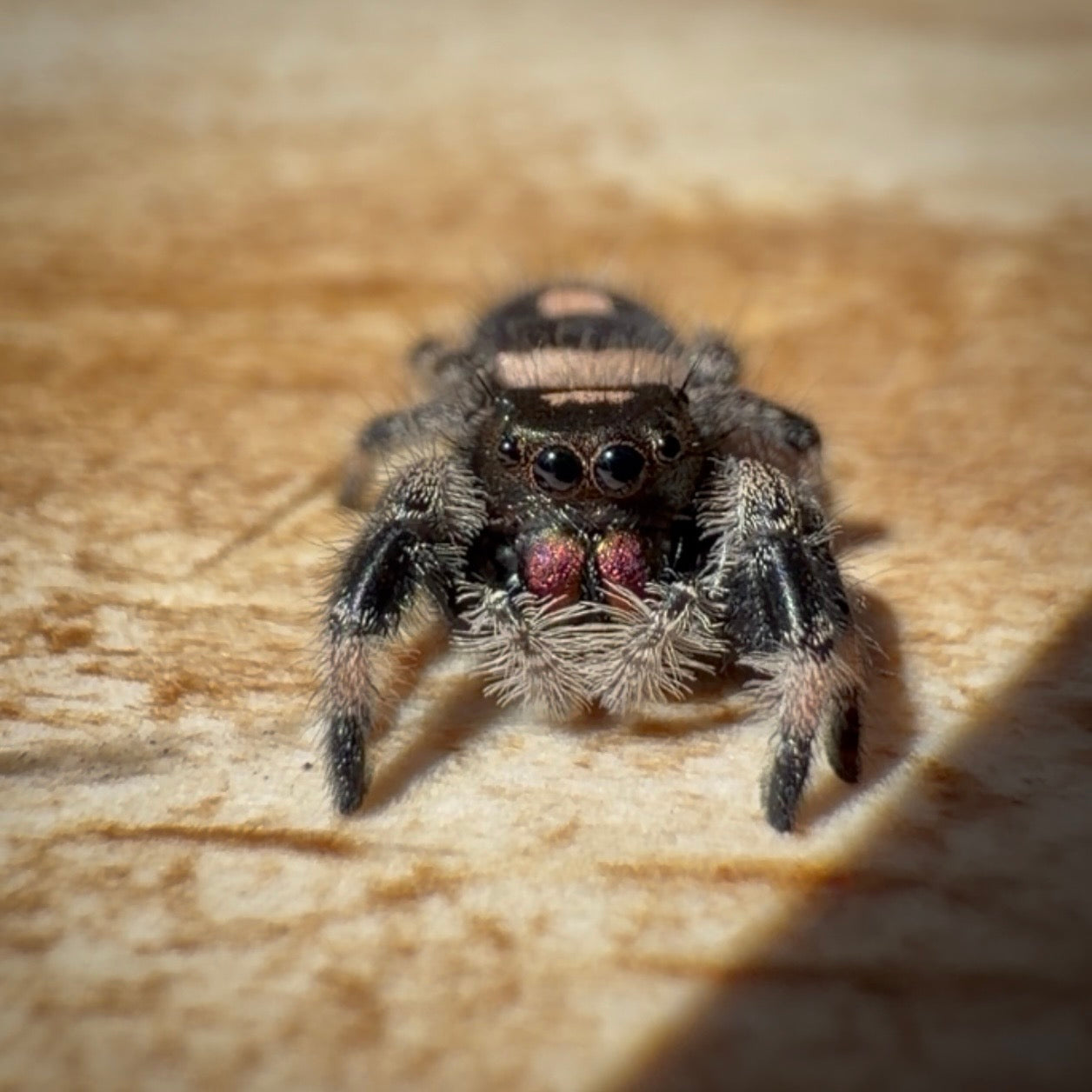 Jumping Spider Phidippus Regius - Bahamas - Female - i7 - Seraphina
