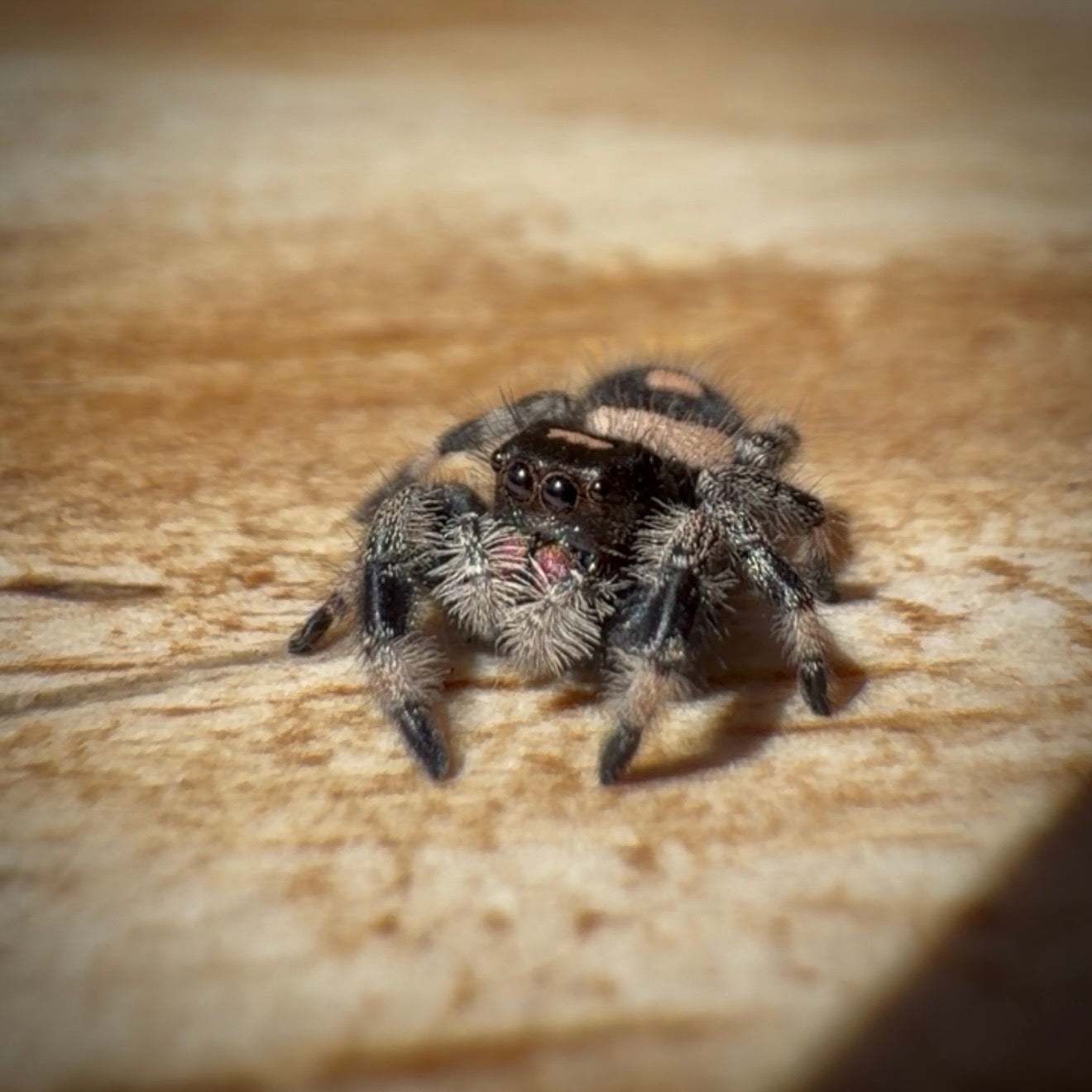 Jumping Spider Phidippus Regius - Bahamas - Female - i7 - Seraphina
