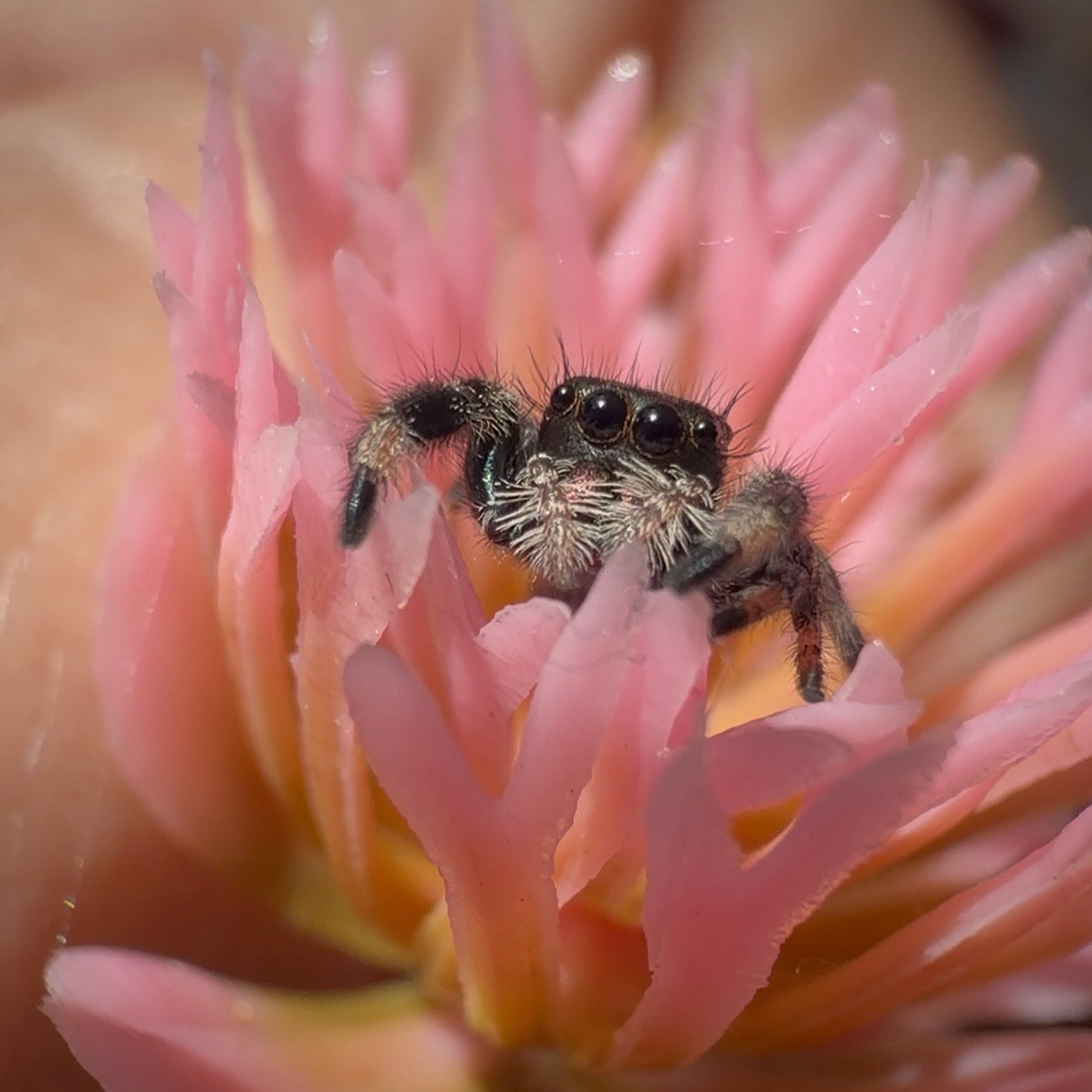 Jumping Spider Phidippus Regius - Bahamas - Unsexed - i5/6 - Munchkin