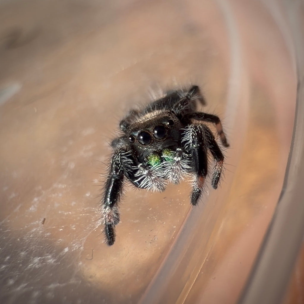 Jumping Spider Phidippus Regius - Apalachicola - Unsexed - i5 - Dandelion