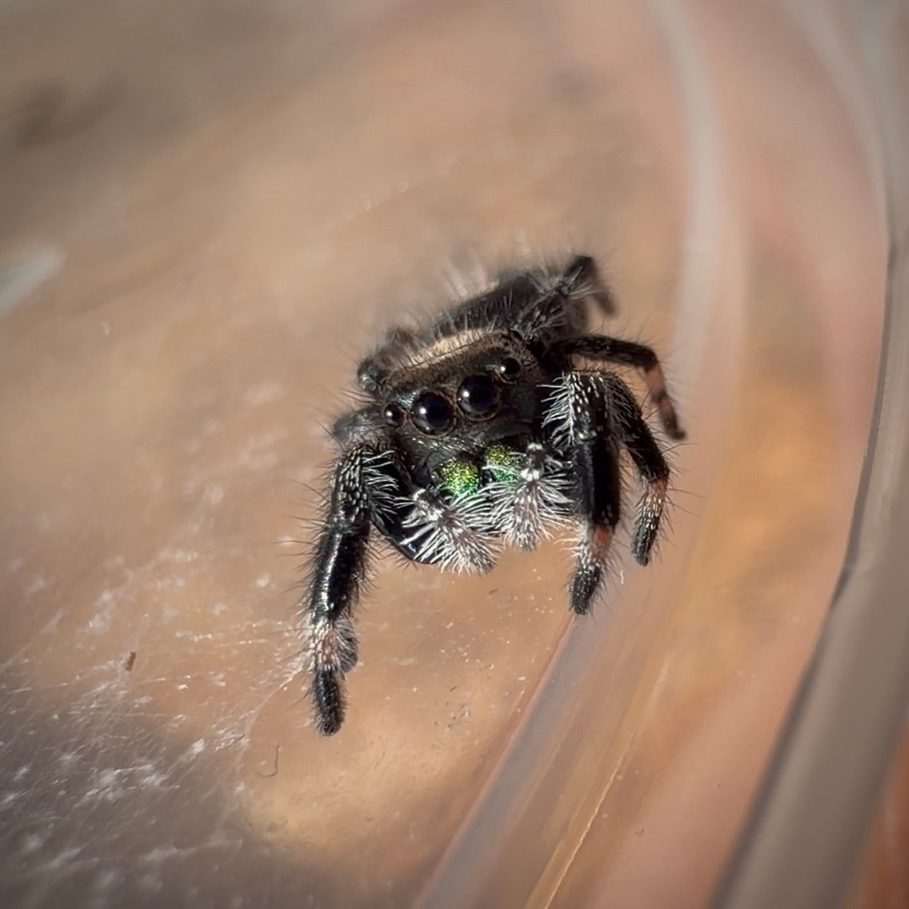 Jumping Spider Phidippus Regius - Apalachicola - Unsexed - i5 - Dandelion