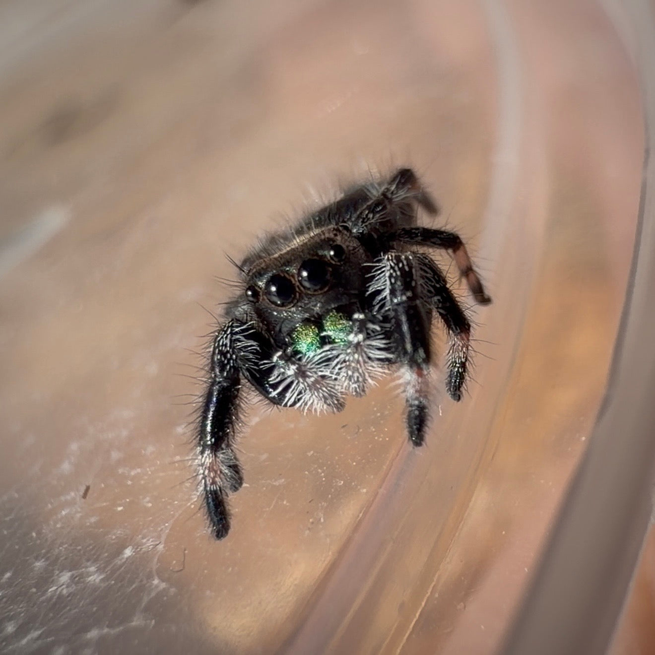 Jumping Spider Phidippus Regius - Apalachicola - Unsexed - i5 - Dandelion