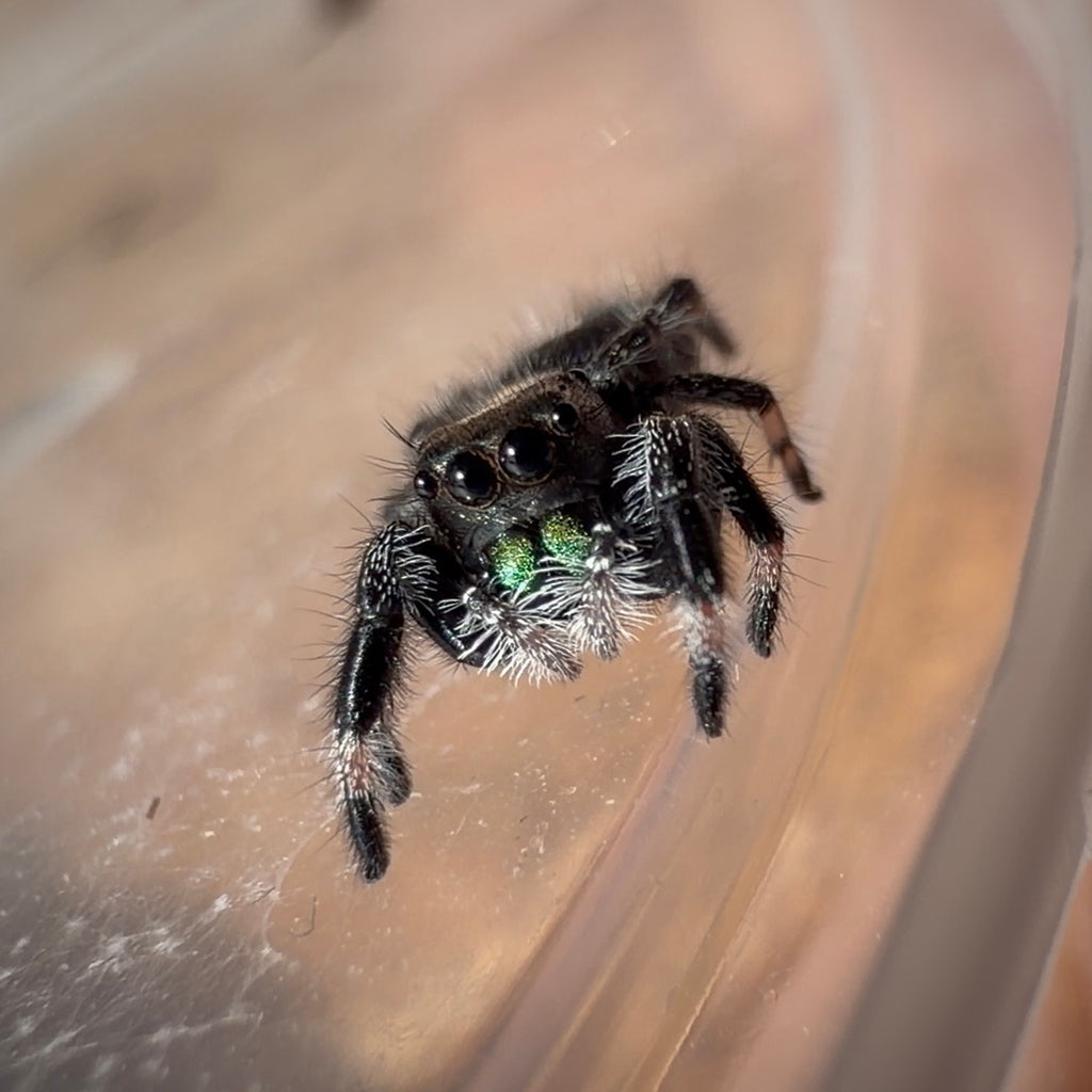 Jumping Spider Phidippus Regius - Apalachicola - Unsexed - i5 - Dandelion