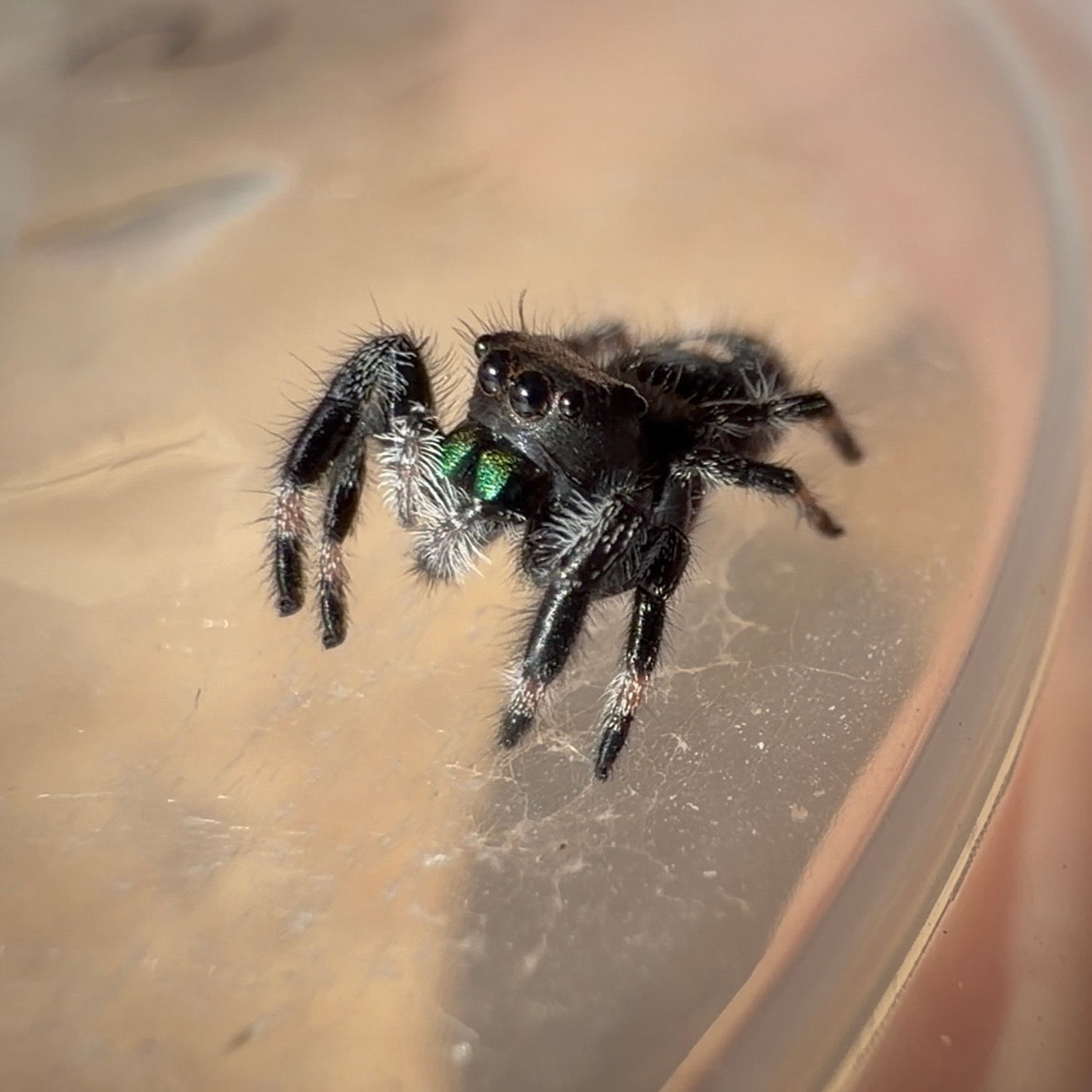 Jumping Spider Phidippus Regius - Apalachicola - Unsexed - i5 - Dandelion