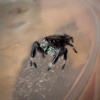 Jumping Spider Phidippus Regius - Apalachicola - Unsexed - i5 - Dandelion