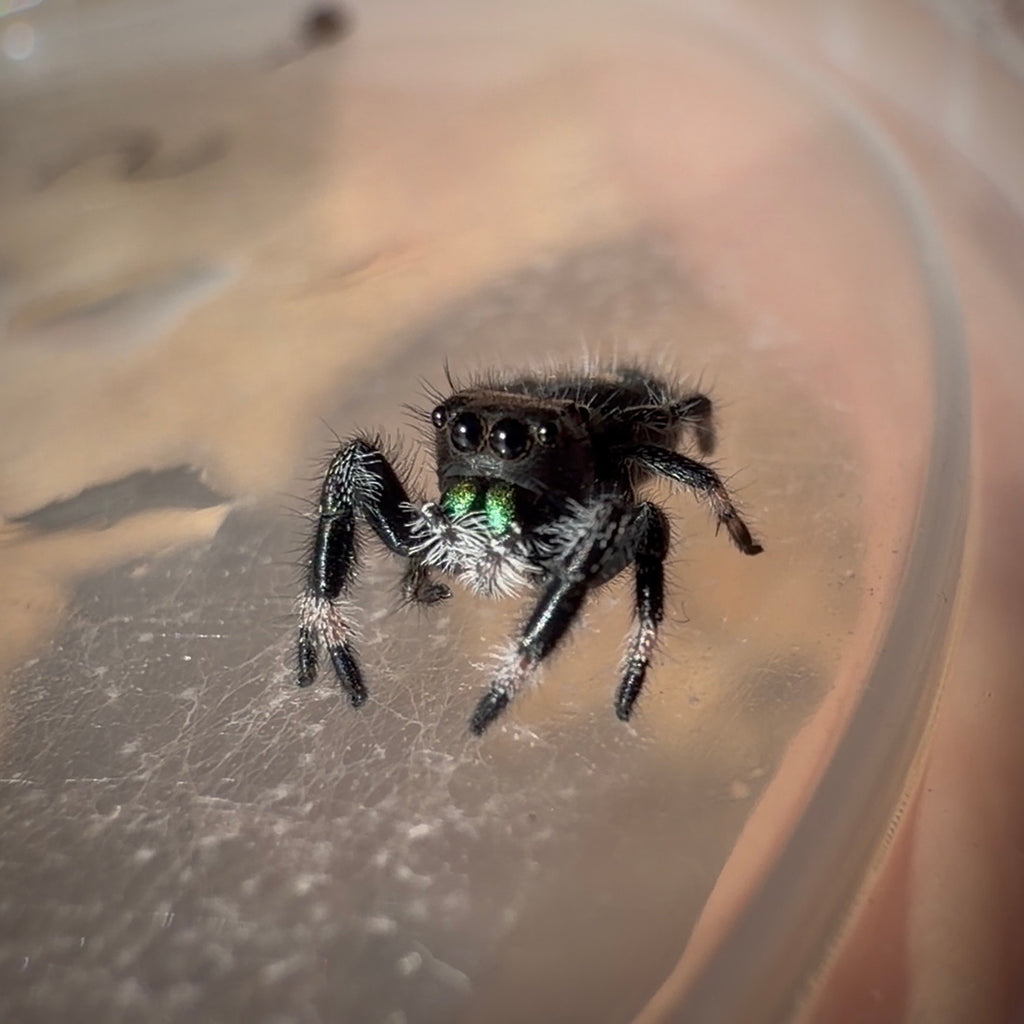 Jumping Spider Phidippus Regius - Apalachicola - Unsexed - i5 - Dandelion
