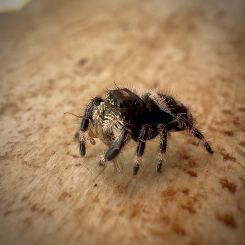 Jumping Spider Phidippus Regius - Bahamas - Unsexed - i5 - Tippex