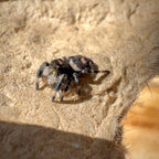 Jumping Spider Phidippus Regius - Bahamas - Unsexed - i5 - Tippex