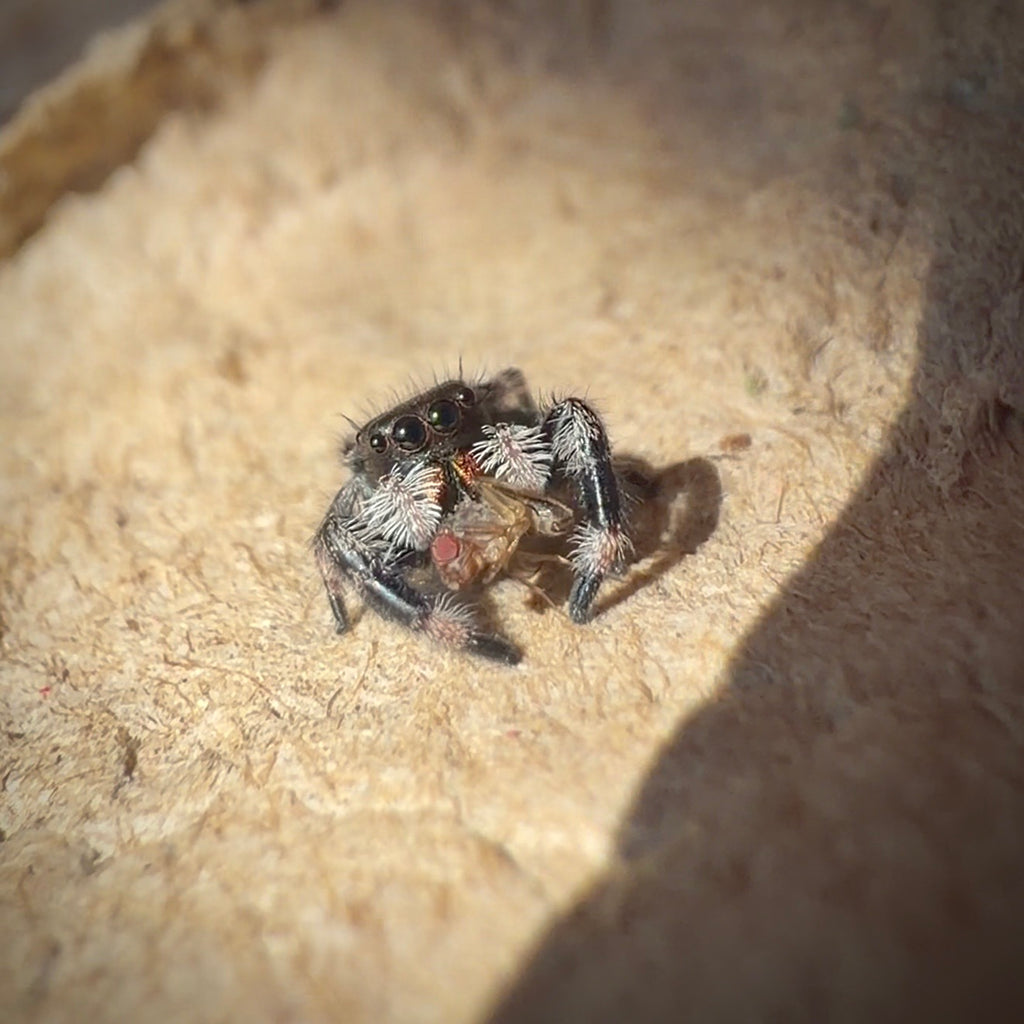 Jumping Spider Phidippus Regius - Bahamas - Unsexed - i5 - Tippex
