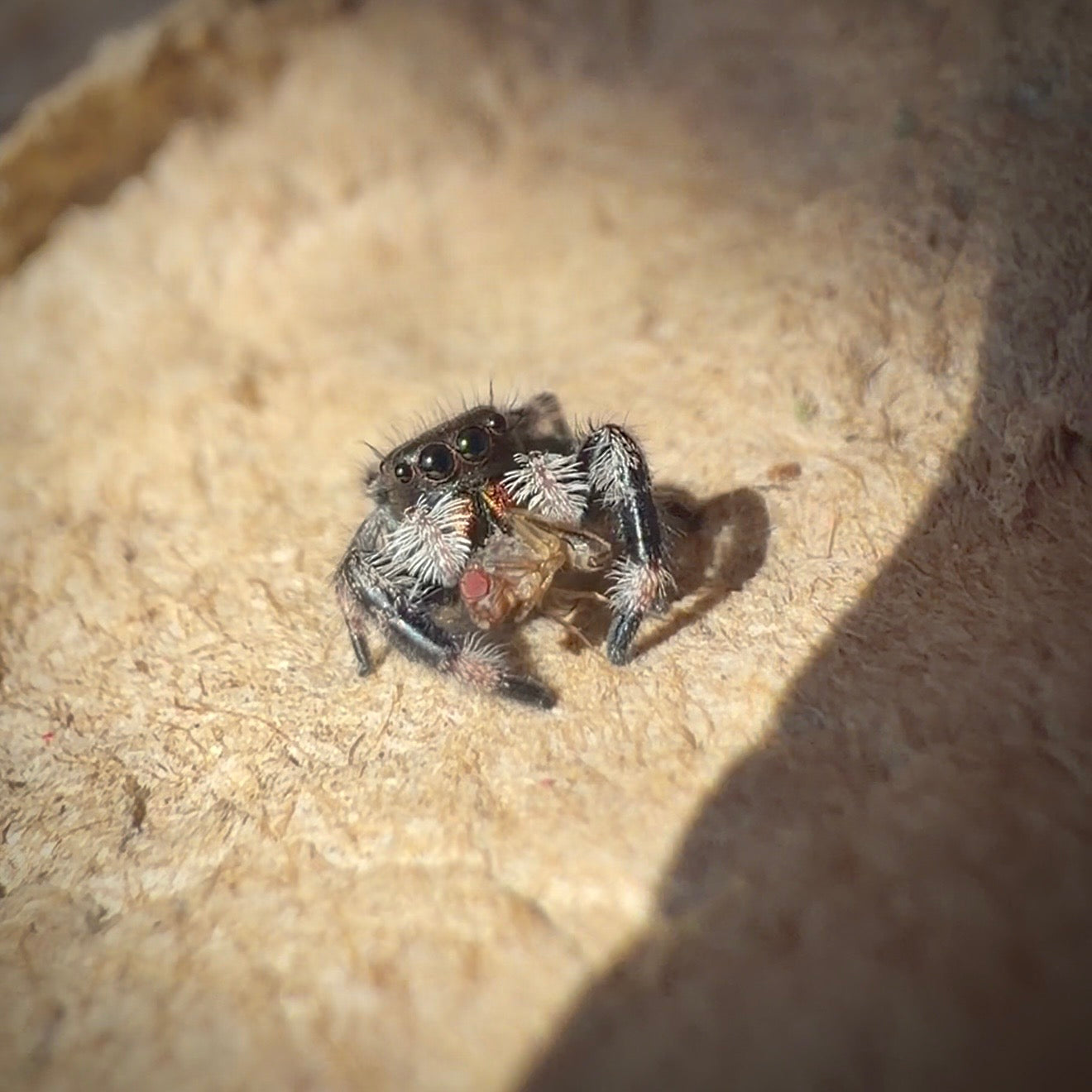 Jumping Spider Phidippus Regius - Bahamas - Unsexed - i5 - Tippex