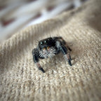 Jumping Spider Phidippus Regius - Bahamas - Unsexed - i5 - Kitty