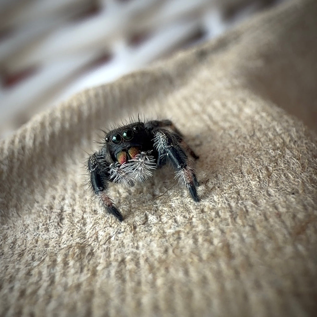 Jumping Spider Phidippus Regius - Bahamas - Unsexed - i5 - Kitty