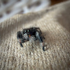 Jumping Spider Phidippus Regius - Bahamas - Unsexed - i5 - Kitty