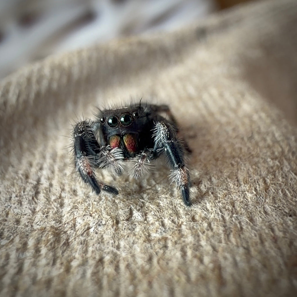 Jumping Spider Phidippus Regius - Bahamas - Unsexed - i5 - Kitty