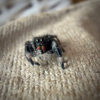 Jumping Spider Phidippus Regius - Bahamas - Unsexed - i5 - Kitty
