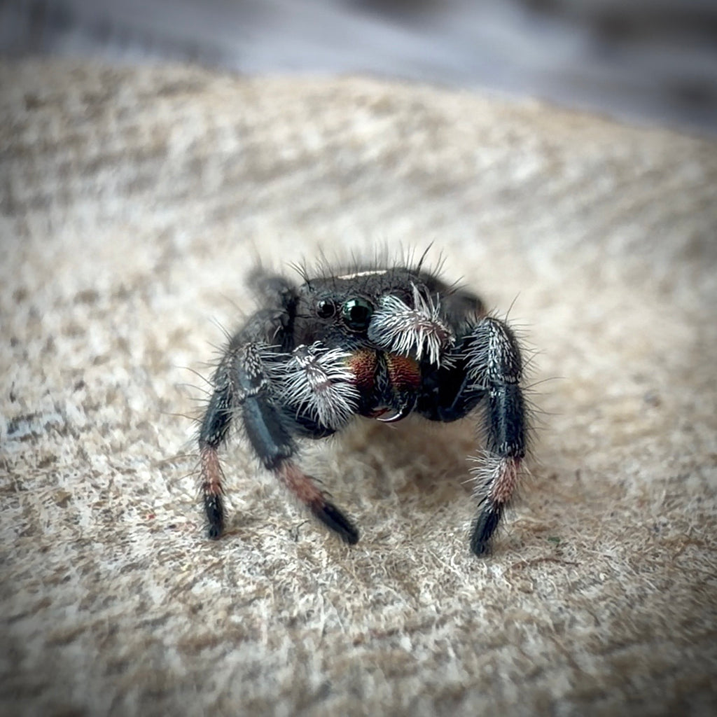 Jumping Spider Phidippus Regius - Bahamas - Unsexed - i5 - Kitty