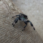 Jumping Spider Phidippus Regius - Apalachicola - Unsexed - i5 - Nougat