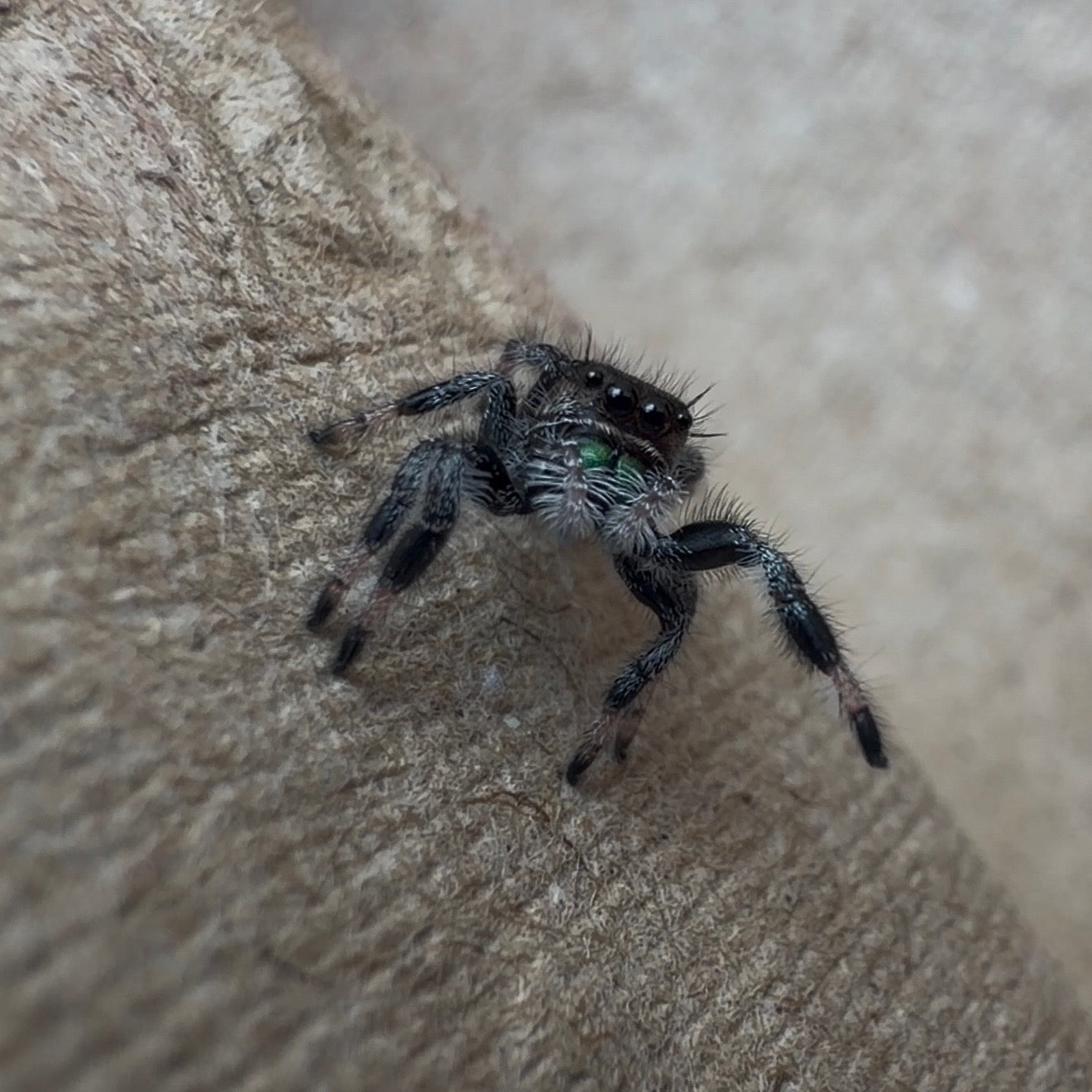 Jumping Spider Phidippus Regius - Apalachicola - Unsexed - i5 - Nougat