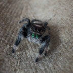 Jumping Spider Phidippus Regius - Apalachicola - Unsexed - i5 - Nougat