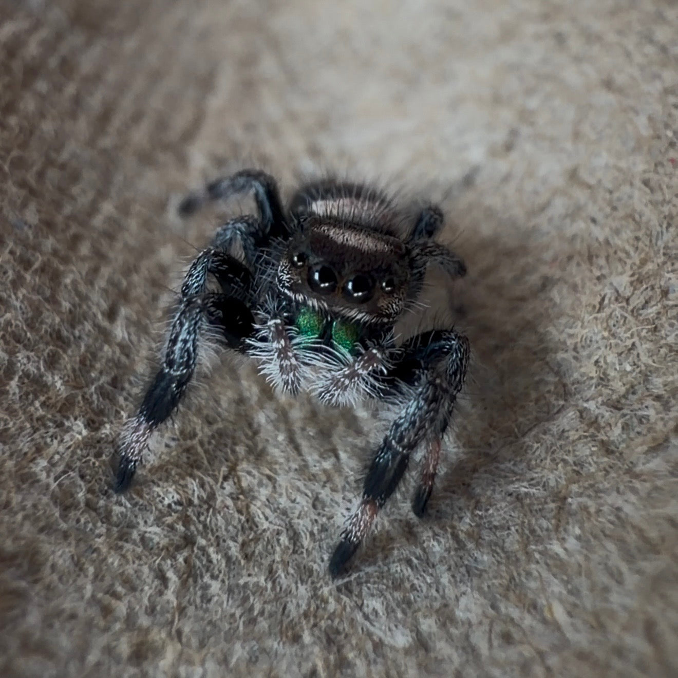 Jumping Spider Phidippus Regius - Apalachicola - Unsexed - i5 - Nougat