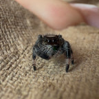 Jumping Spider Phidippus Regius - Apalachicola - Unsexed - i5 - Nougat
