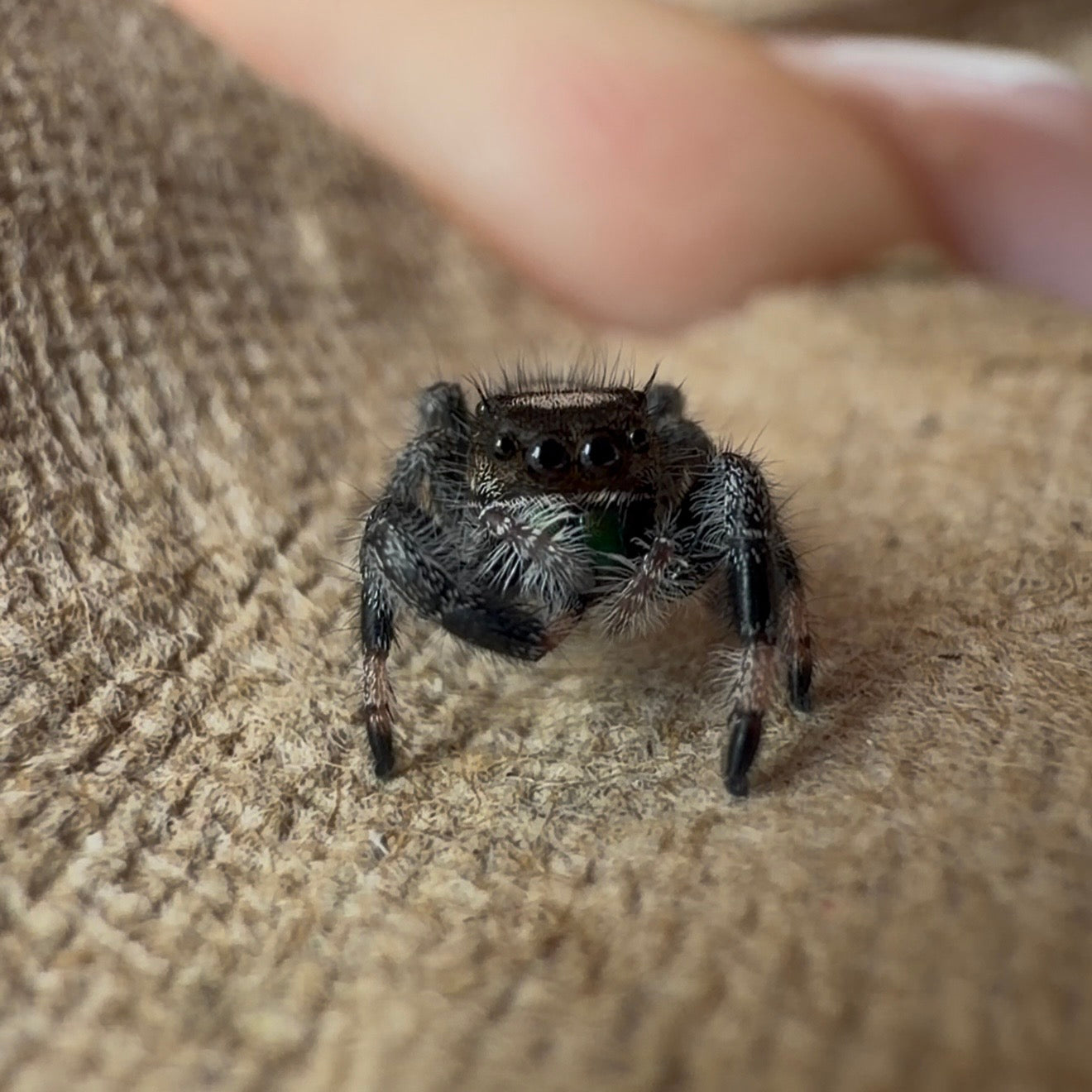 Jumping Spider Phidippus Regius - Apalachicola - Unsexed - i5 - Nougat