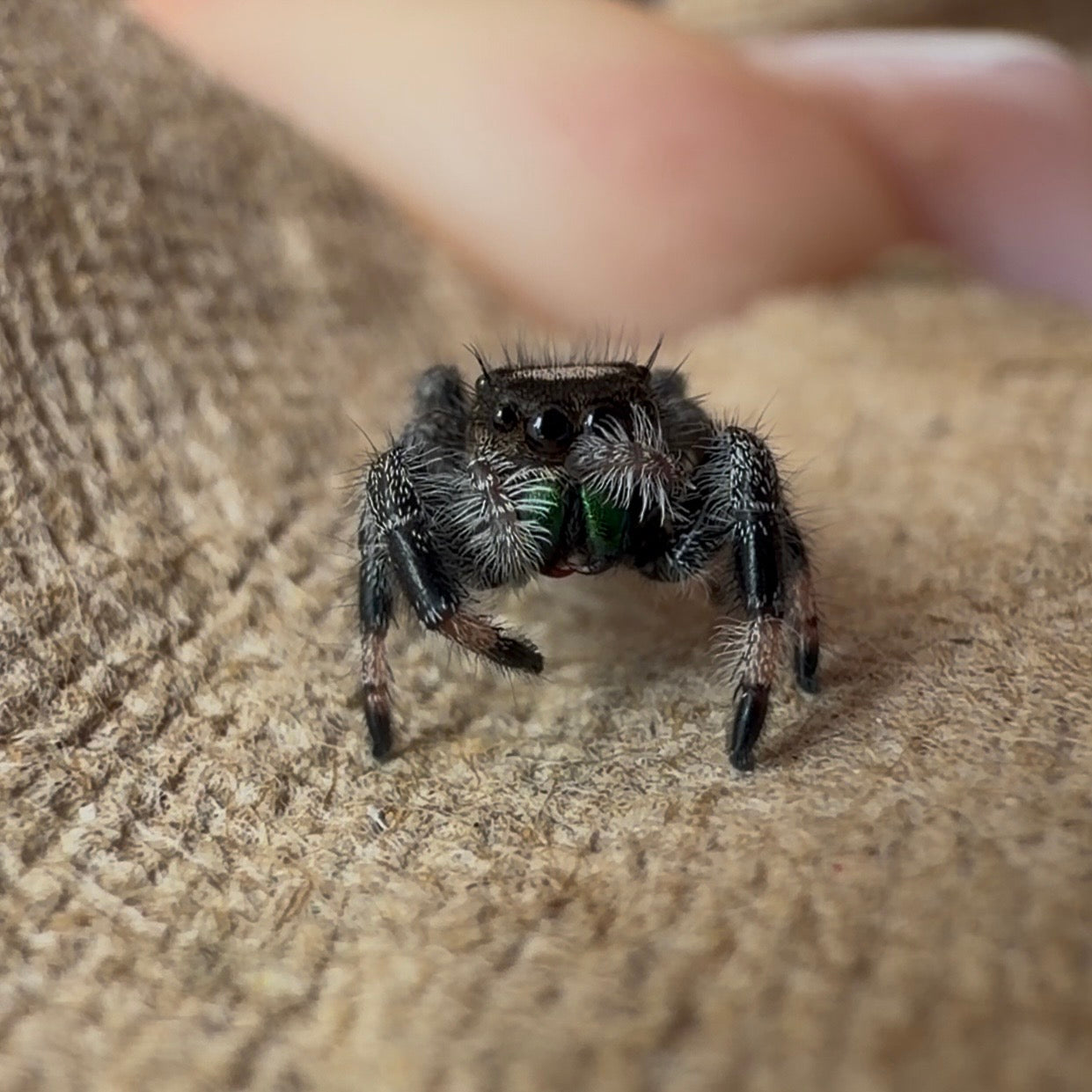 Jumping Spider Phidippus Regius - Apalachicola - Unsexed - i5 - Nougat