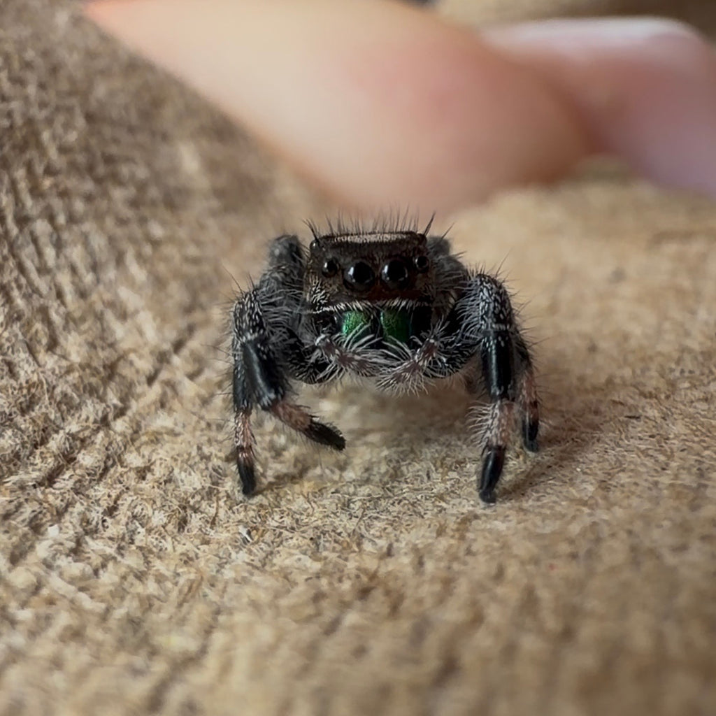 Jumping Spider Phidippus Regius - Apalachicola - Unsexed - i5 - Nougat