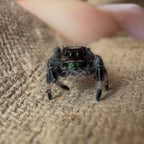 Jumping Spider Phidippus Regius - Apalachicola - Unsexed - i5 - Nougat