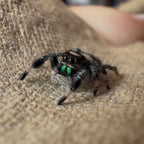 Jumping Spider Phidippus Regius - Apalachicola - Unsexed - i5 - Nougat