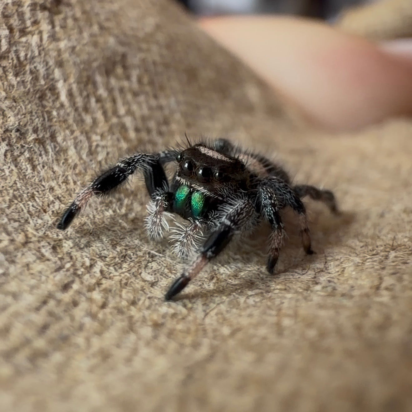 Jumping Spider Phidippus Regius - Apalachicola - Unsexed - i5 - Nougat