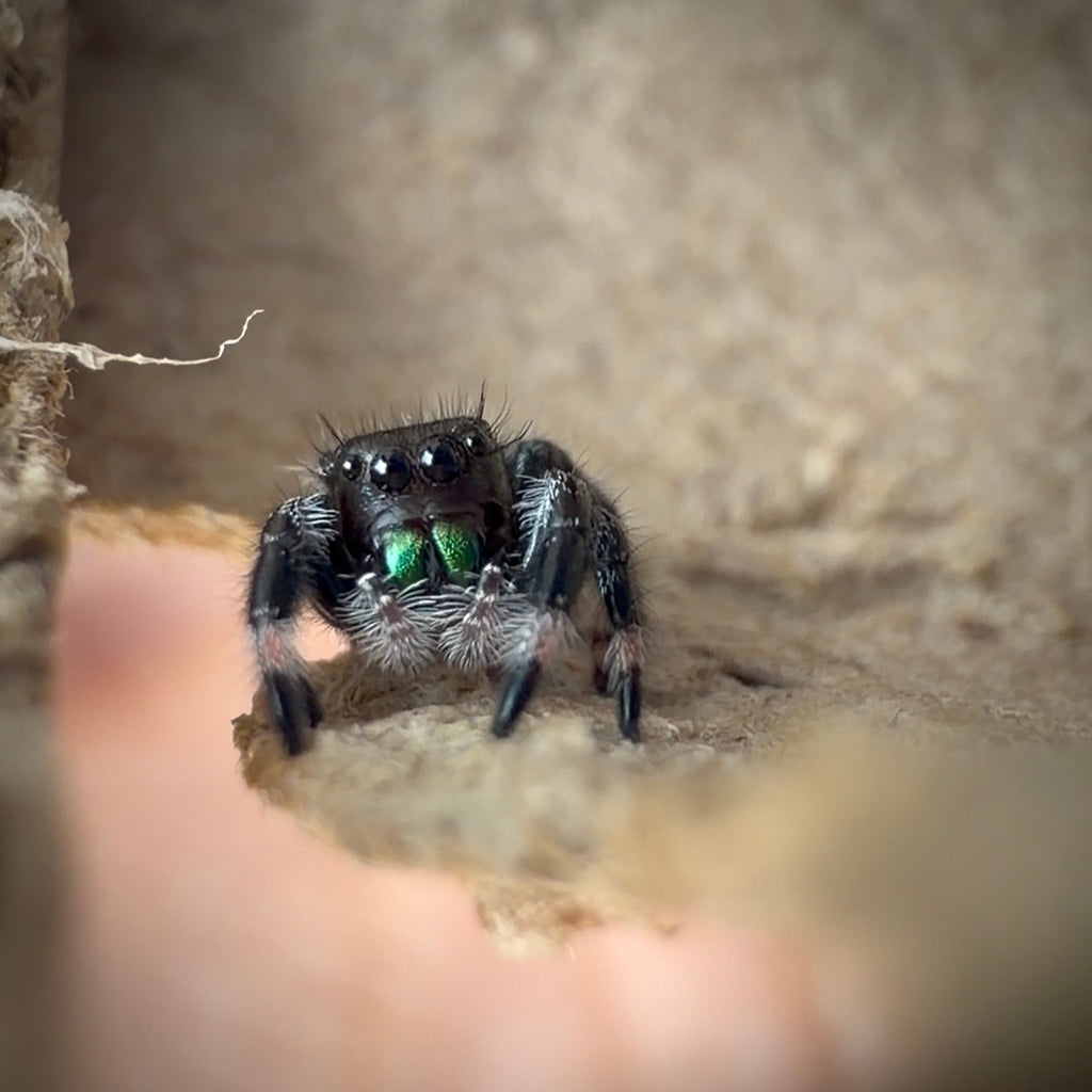 Jumping Spider Phidippus Regius - Apalachicola - Unsexed - i5 - Buzz