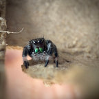 Jumping Spider Phidippus Regius - Apalachicola - Unsexed - i5 - Buzz