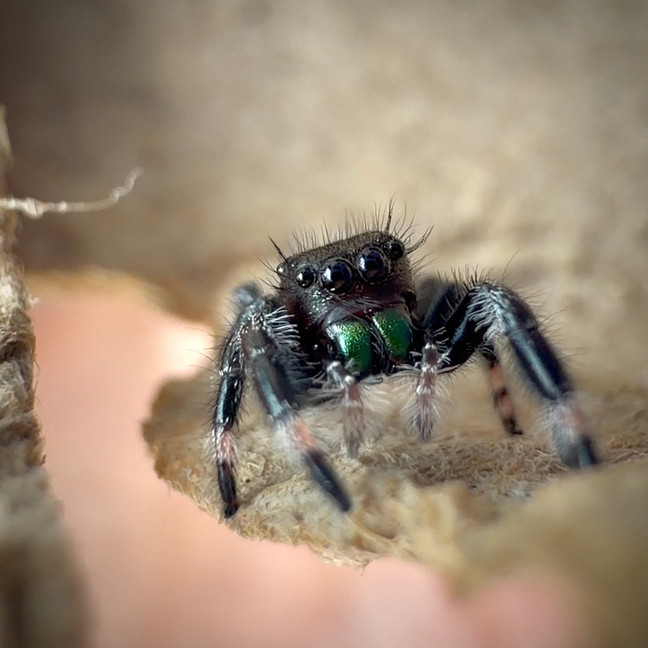 Jumping Spider Phidippus Regius - Apalachicola - Unsexed - i5 - Buzz